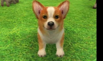 Nintendogs   Cats - Toy Poodle & New Friends (Europe) (En,Fr,Ge,It,Es,Nl,Da,No,sv) screen shot title